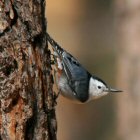 White-breasted Nuthatch