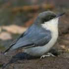 Pygmy Nuthatch