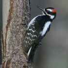 Hairy Woodpecker