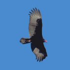Turkey Vulture