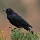 Brewer's Blackbird