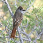 Ash-throated Flycatcher
