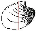 Clam Symmetry