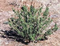 Fernbush
