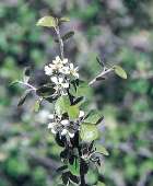 Utah Serviceberry